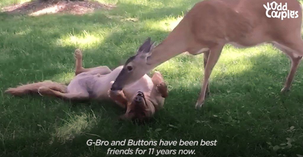 A deer and a dog laying in the grass.